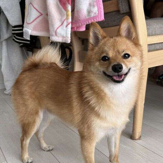 【調査】「犬になつかれやすい人」と回答した人は何％？「犬になつかれる人」の特徴を獣医師に聞いた