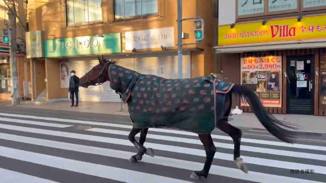 明治大学の馬が一時脱走「徘徊している」と110番通報…路上歩き回り自ら生田キャンパスに戻る　馬術部が飼育　川崎市