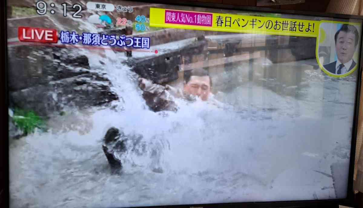 「スッキリ」生中継で那須どうぶつ王国が「厳重に抗議」オードリー春日がペンギン池進入