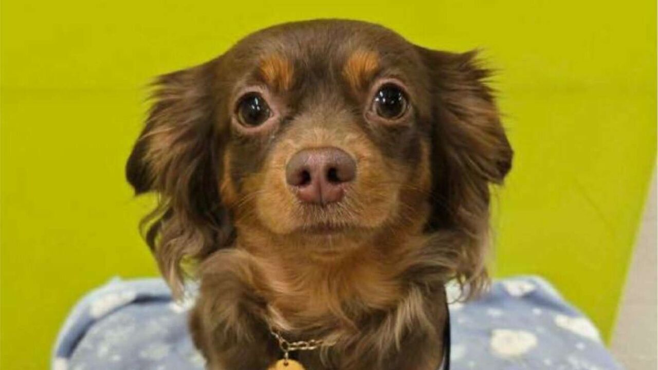 飼い犬ランキングでトイプードルを抜いて1位に　チワックス、コッカプー…etc　人気沸騰中「MIX犬」の新常識