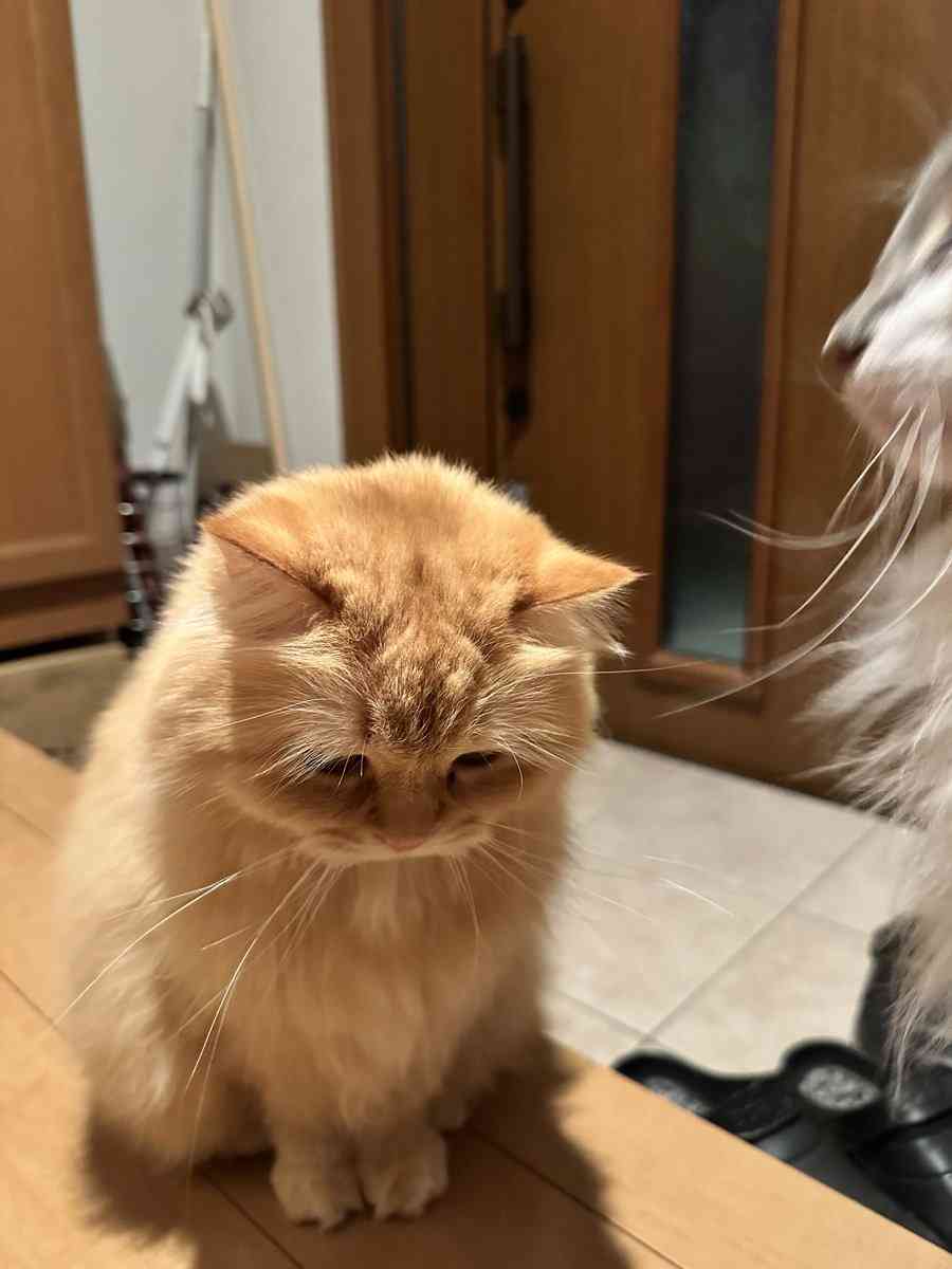 「お母さん忘年会で遅くなるよ」と言ってるのに晩御飯食べずに玄関で待ってる猫の姿に「健気すぎて泣けてきた」