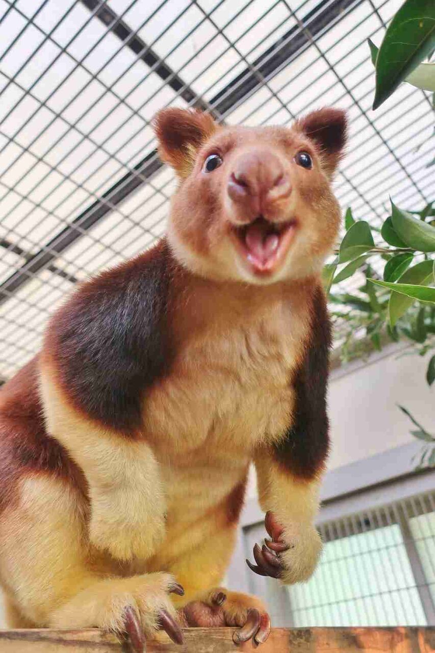 推し動物教えて！