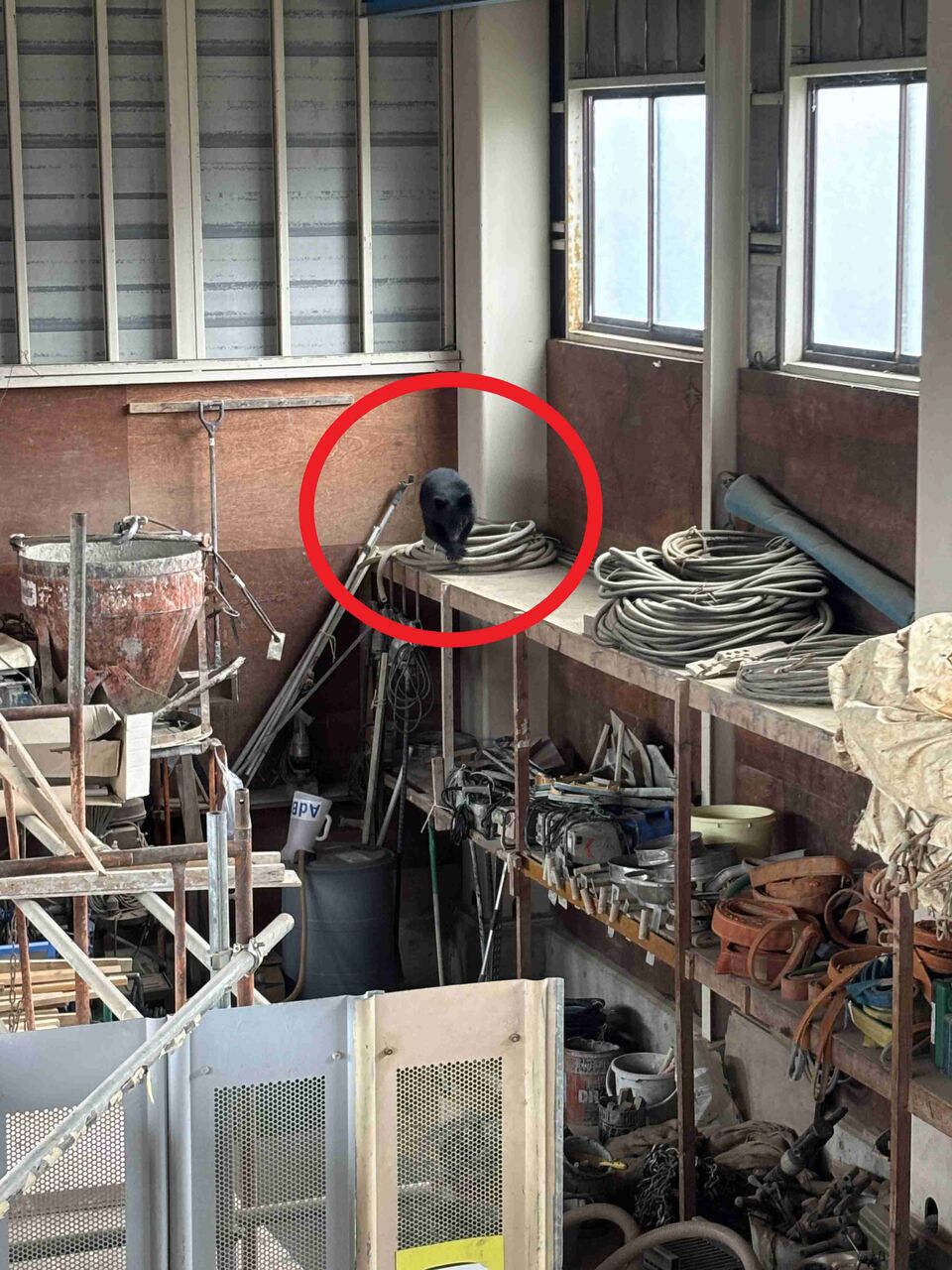 「クマがうろついている。会社の建物内に立てこもった」　阿賀野市の会社建物内にクマが閉じこもり《新潟》