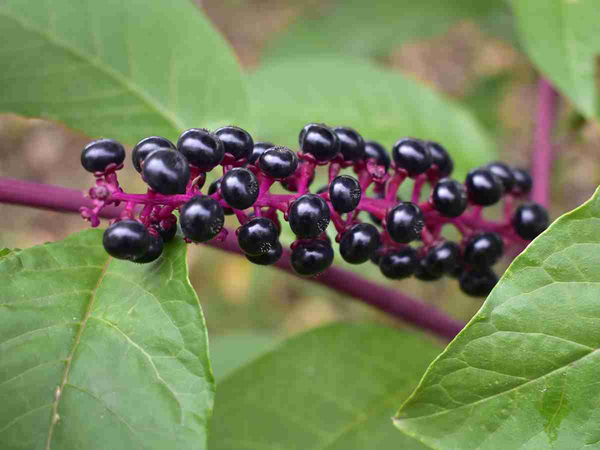 「絶対に食べないで」ブドウのような植物の正体にゾッとする