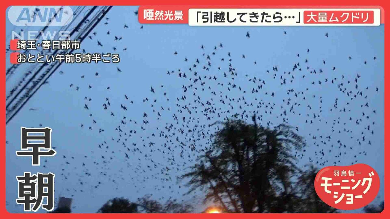 引越し先にムクドリの大群…深夜も大音量　住民困惑「寝不足で再引越しも覚悟」