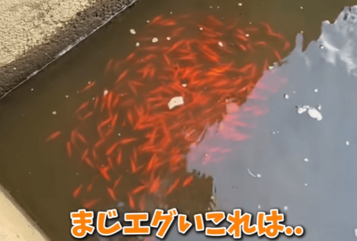 大量に捨てられた金魚。連れて帰った結果…「悲しい現実」「もっと拡散するべき」「強い愛情」