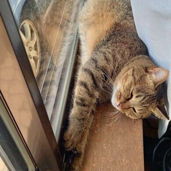 猫飼いさんはみんなうなずきそう！猫が大好きな「場所」5つ　猫なりに好きな理由があった