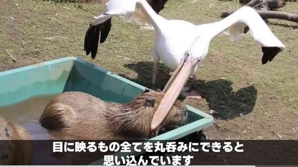 笑える画像とGIF