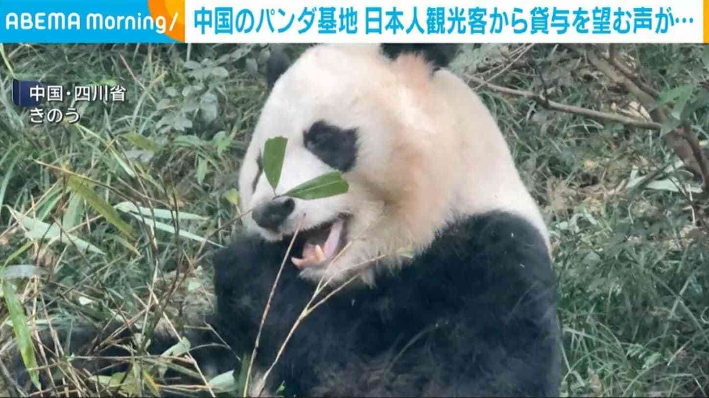 中国のパンダ基地 日本人観光客から貸与を望む声「できればずっと続けてほしい」
