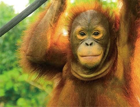 霊長類について知っていること【ボノボ、オランウータン、ゴリラ、チンパンジー】