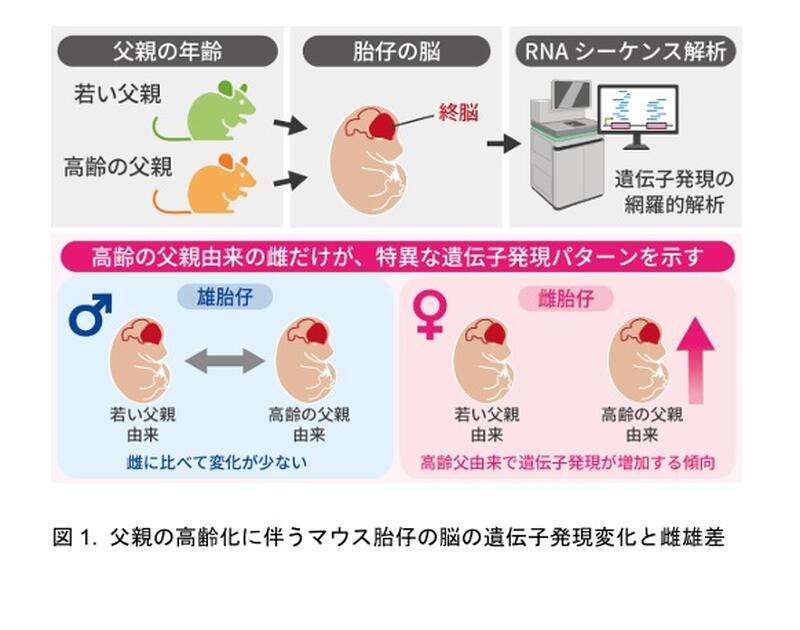 父親の高齢化による脳遺伝子発現に性差…東北大がマウス研究