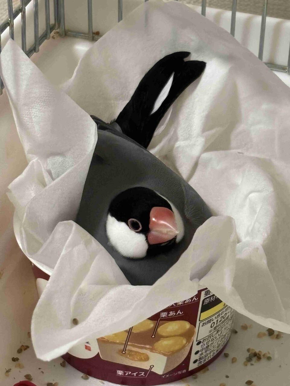 ペットの近況報告