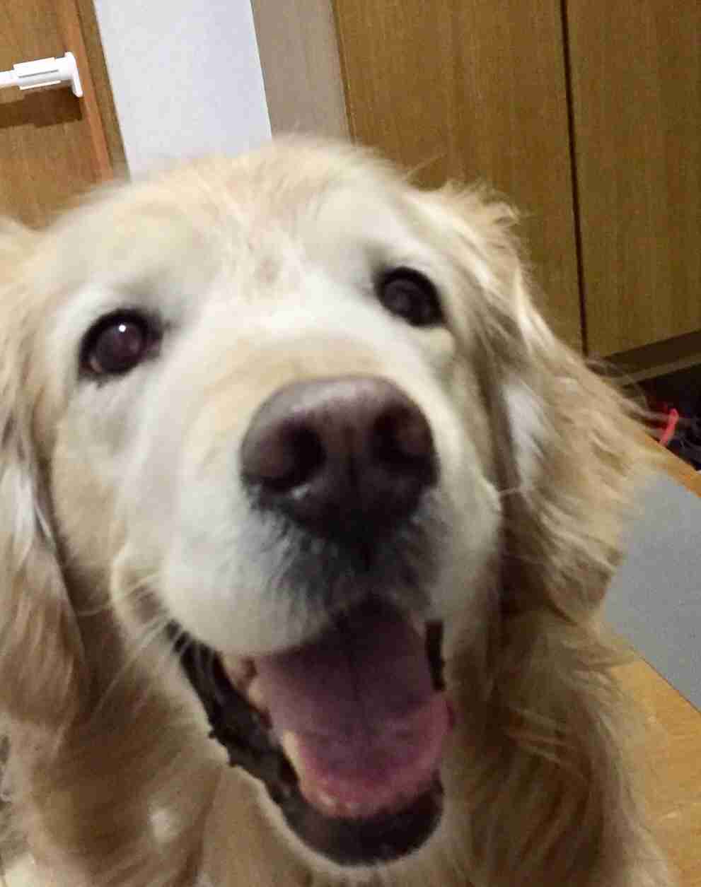 ゴールデンレトリバーが大好き！