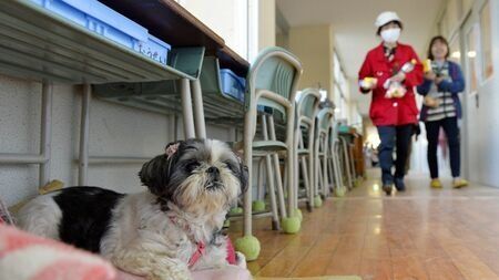 避難所に「ペットと同伴」の必要性を改めて考える　過去には受け入れ断られペットと自宅で津波に遭った例も