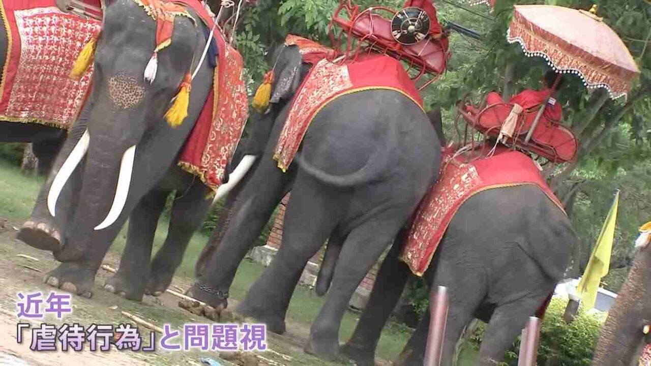 タイ名物“ゾウ乗り”は「虐待」か？観光地パタヤには“背中へこんだ”70歳のゾウも…「日本人観光客も考えてほしい」