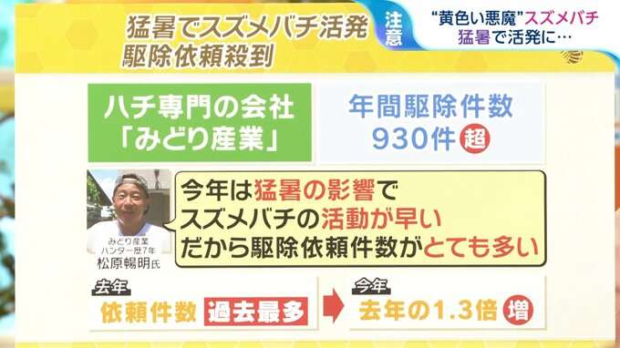 「部屋にスズメバチが入ってきたらどうする？」連日の猛暑で異変！凶暴化するスズメバチの対処法を研究者に聞く