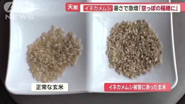 新米ピンチ　天敵イネカメムシ暑さで急増「空っぽの稲穂に」 コメ3週連続値下がりも…