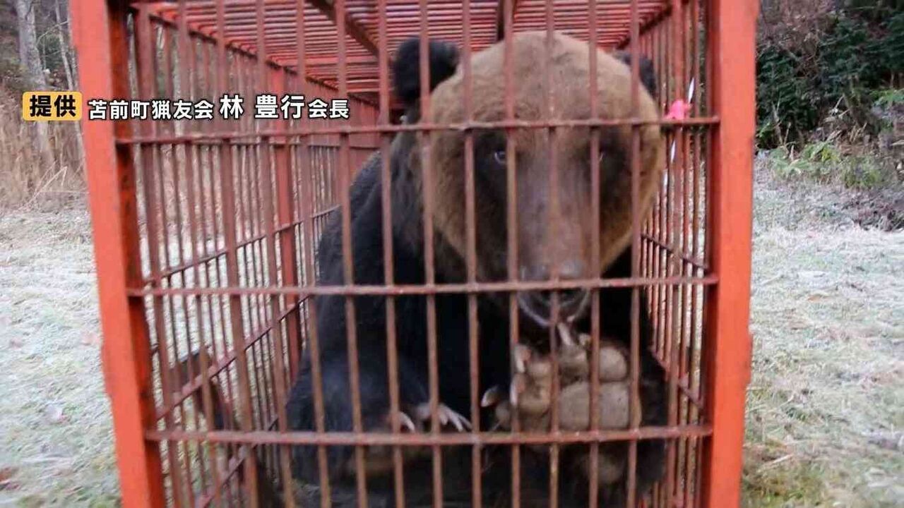 【ヒグマ】焼却施設が限界　駆除数17倍で処理に追われる自治体が疲弊　1頭焼却に灯油100リットル　作業追いつかずに腐敗進み、埋めるケースも