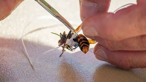 アメリカ農務省がオオスズメバチを根絶したことを発表