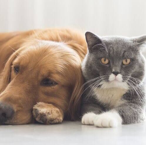 犬と猫どっちが飼いやすいと思いますか？