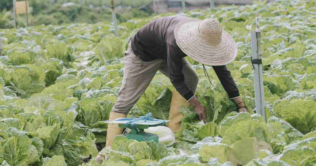 「技能実習生が来てくれない…！」危機的状況に陥る農家が続出中…ベトナム人が茨城に行きたがらない「驚きの理由」