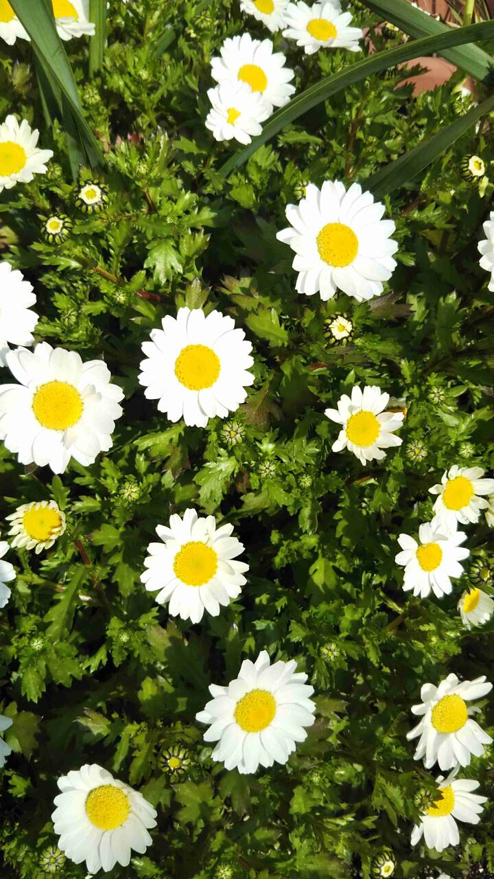 いろんな花の写真が見たい