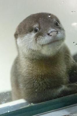 こっち見んなｗな画像ください