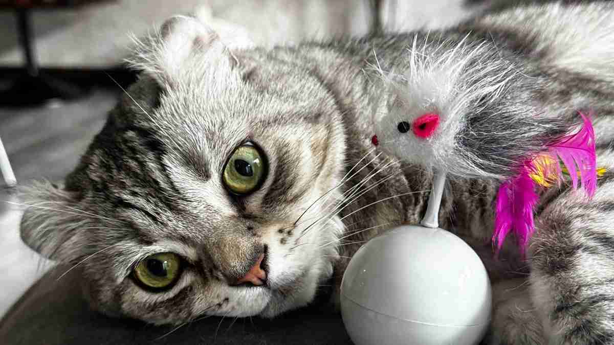 猫が多い国ほど国民の幸福度が高い傾向。日本を含む93カ国の調査で明らかに