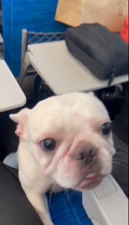 新幹線内で犬が“放し飼い”状態に　仰天映像に反応さまざま「迷惑では？」「懐っこい」