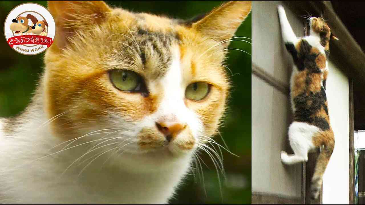 ネコを外に出してはいけない意外な理由　“驚異的な狩猟能力”が与える生態系への影響