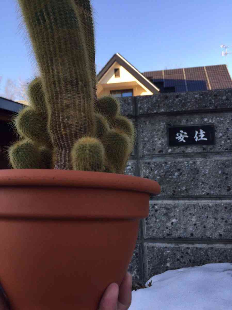 安住紳一郎アナが語る成人の日の思い出が話題に「孤独に打ち勝つため式に2回出た」記念にもらったサボテンは立派に成長