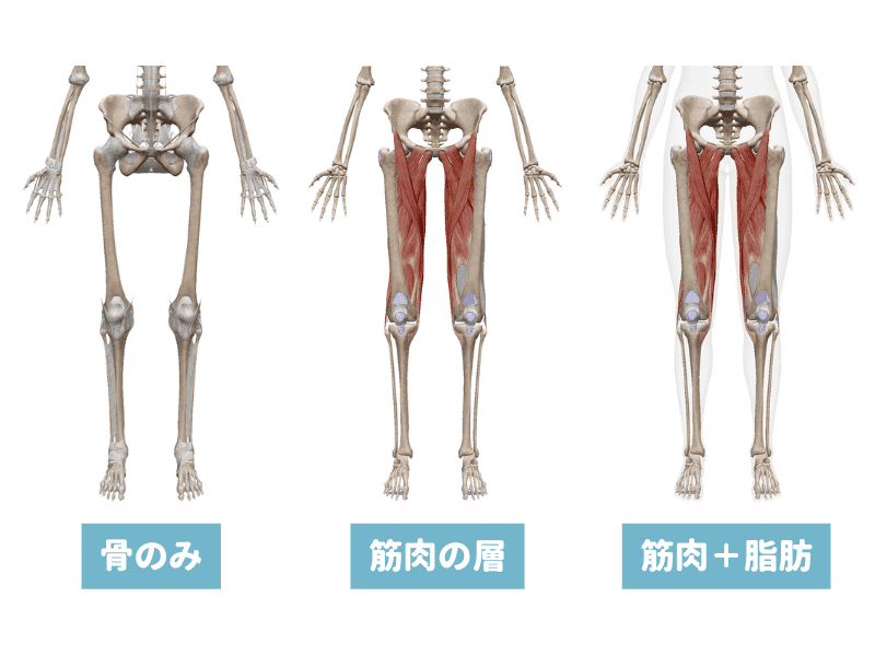 なぜ「太ももの隙間」はあるべきではないのか｜理想のカラダを追いかける前に知っておきたいこと