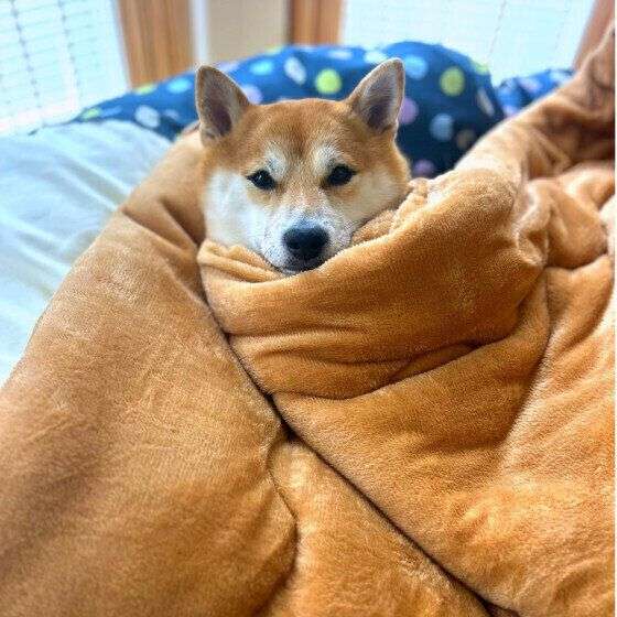 犬が人のベッドや布団で寝たがる理由とは？飼い主と一緒に眠りたい犬の気持ち