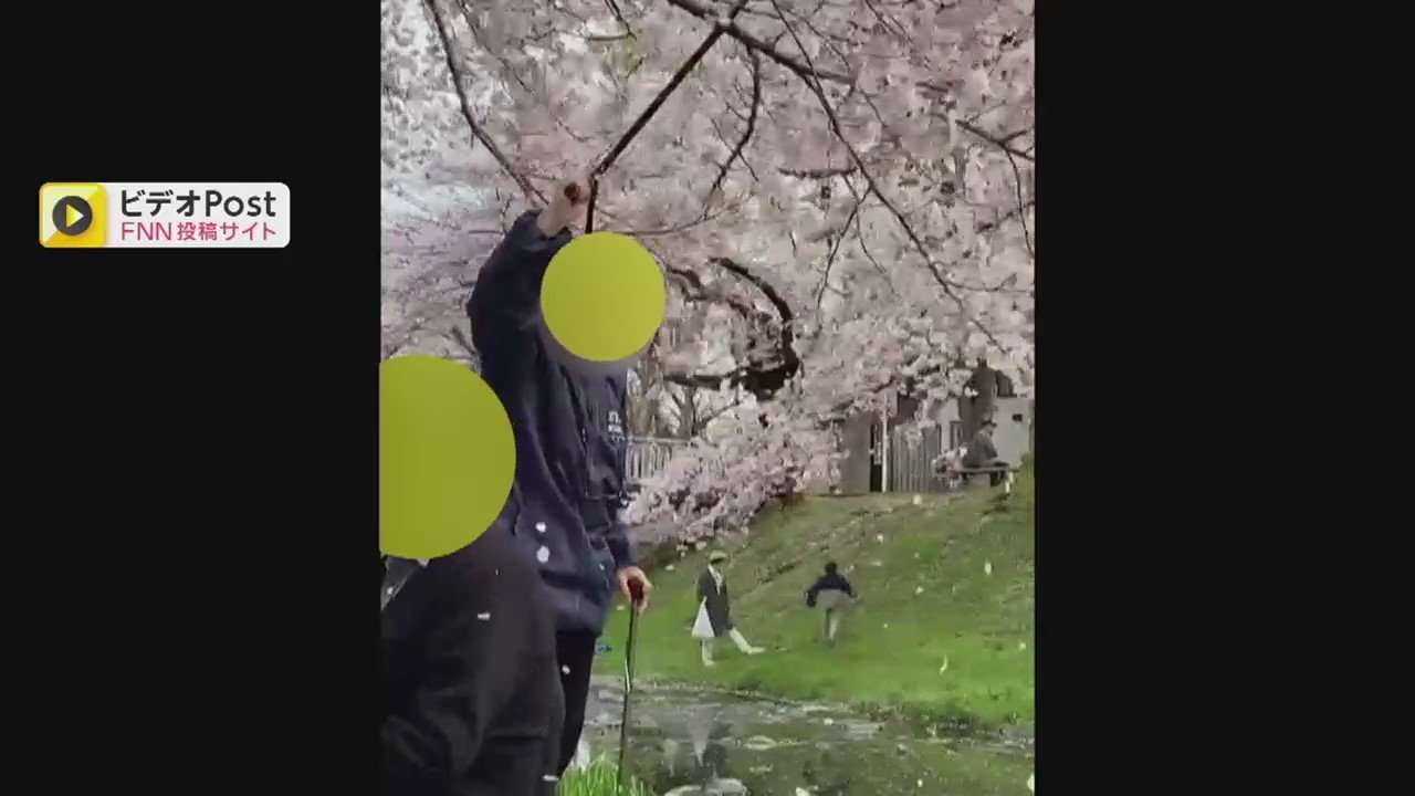 歌いながら、つえで満開の桜を…花びら散らす「迷惑行為」　“高齢花見客”が酔った勢いで？