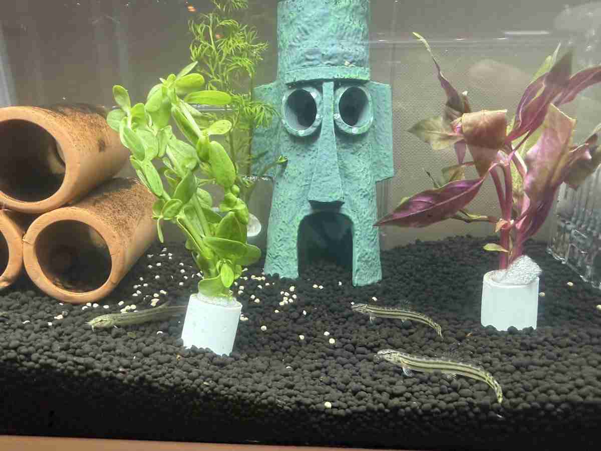 恋愛経験ゼロの26歳・やす子「誰か結婚してください」　唐突な結婚願望が大反響　「ついに…」