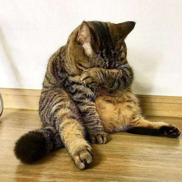 猫画像にコメントを付けてみるトピ