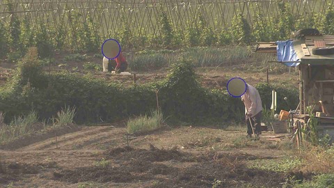地域猫についてどう思いますか？