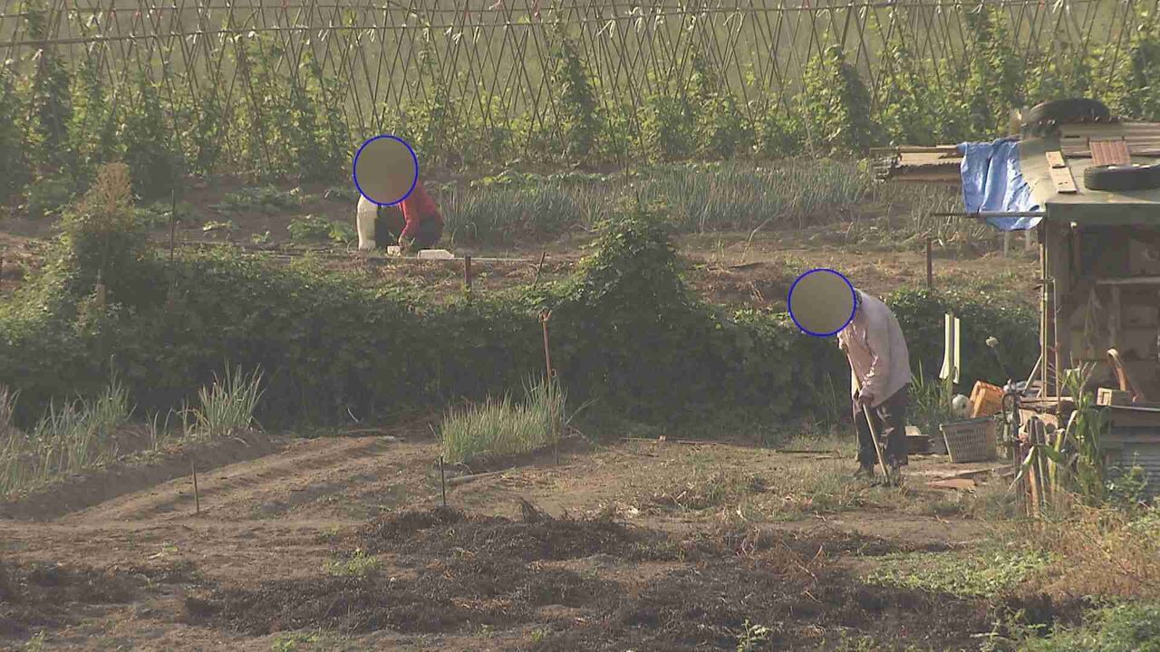 “ヤミ畑”の主を直撃「やめない、知らない」注意無視…河川敷に無許可で　野菜栽培、ニワトリ小屋も