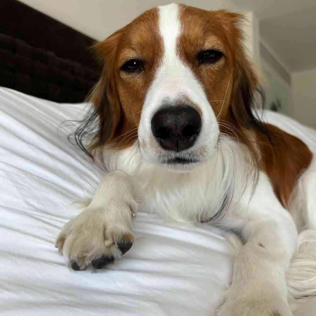 大谷翔平、世界一の喜び投稿　最大の注目はデコピンの表情「完全に二日酔いのドジャースファンで草」