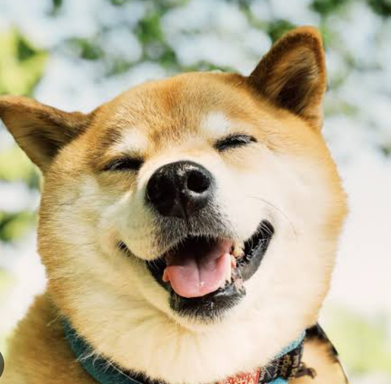 柴犬を飼っていた方、好きな方、語りませんか？