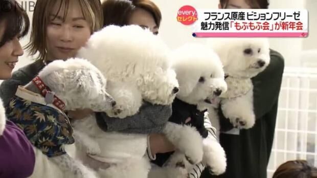 まるでぬいぐるみ！フランス原産の小型犬ビションフリーゼの魅力発信「もふもふ会」が新年会《長崎》