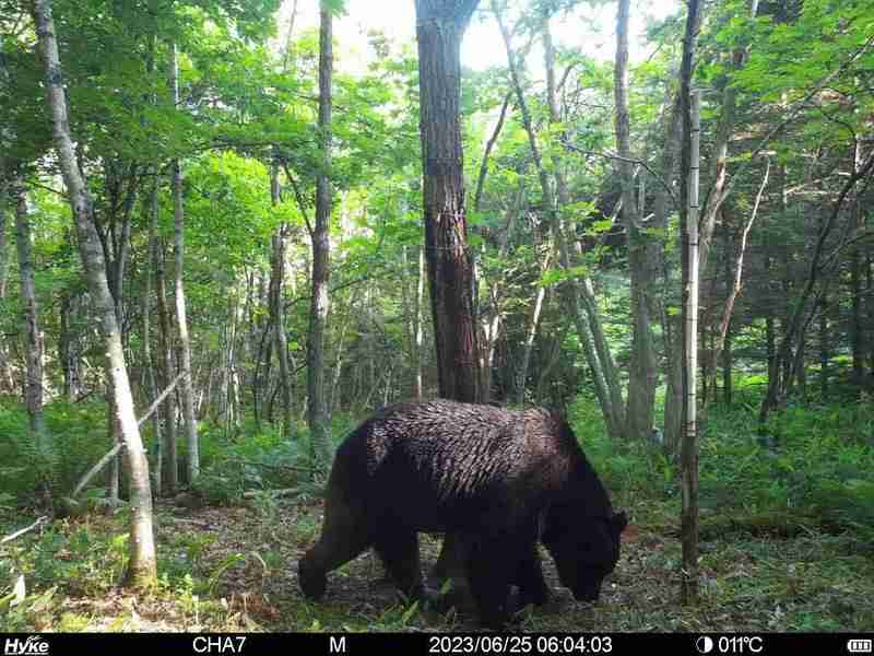 牛襲うヒグマ「OSO18」の写真公開　遺伝子検査で特定　北海道