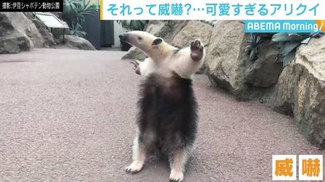 それって威嚇 アリクイのポーズが めちゃかわいい アラサー女子のための情報おまとめブログ