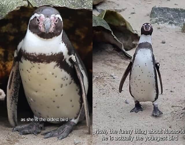 26歳年下の男性（オス）と恋に落ち、子を授かった30歳のペンギン女性（メス）