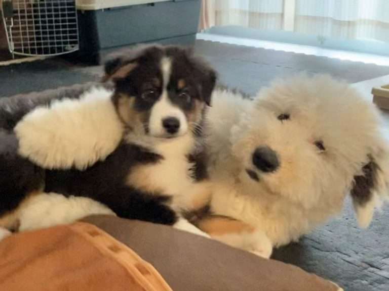 犬の素晴らしさを語る会