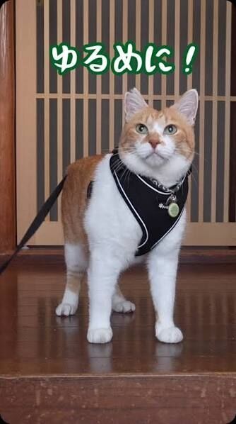 【YouTube】ゆるい生活【教えて】