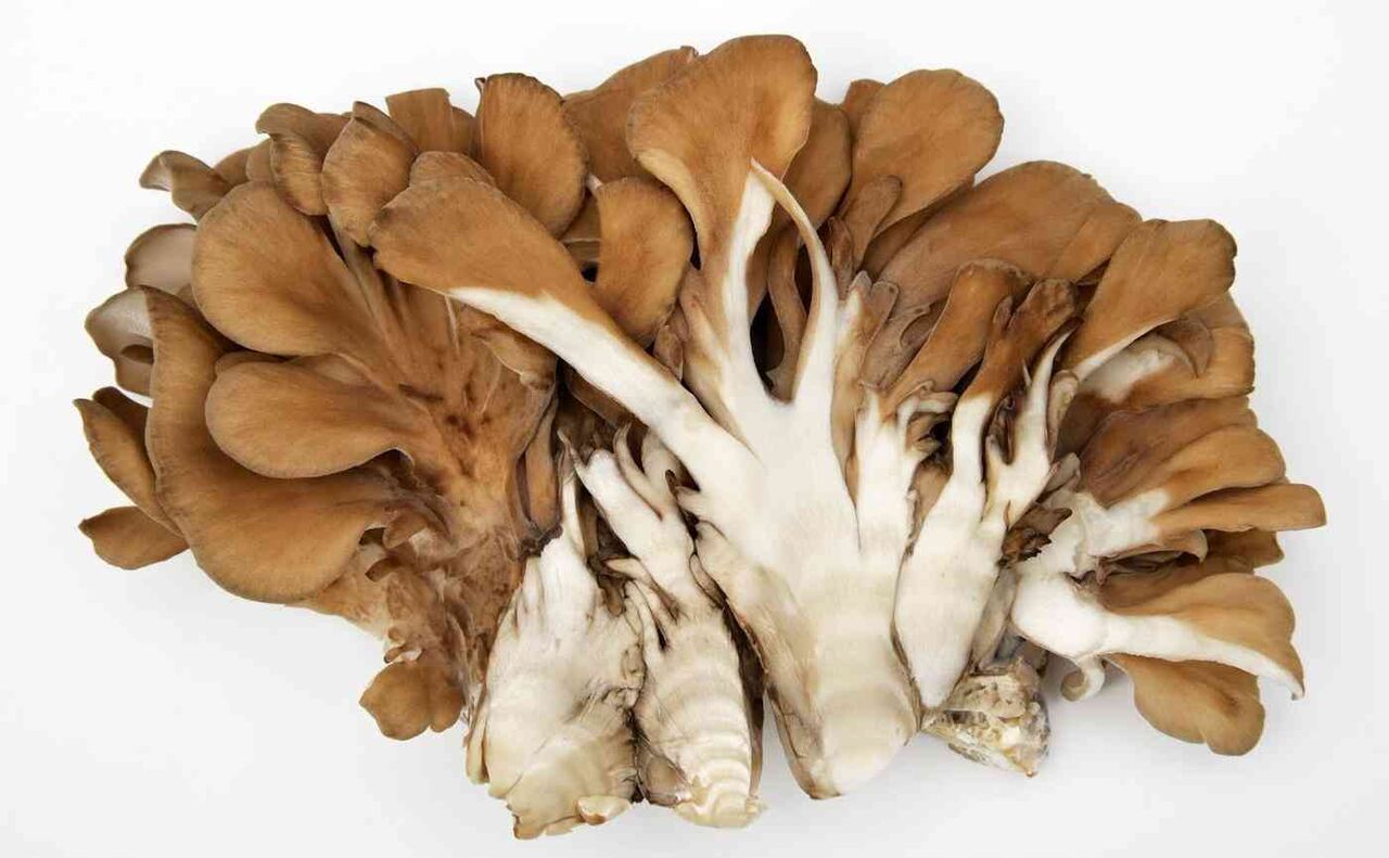 マイタケ／こんなに美味いなんて／食わず嫌い