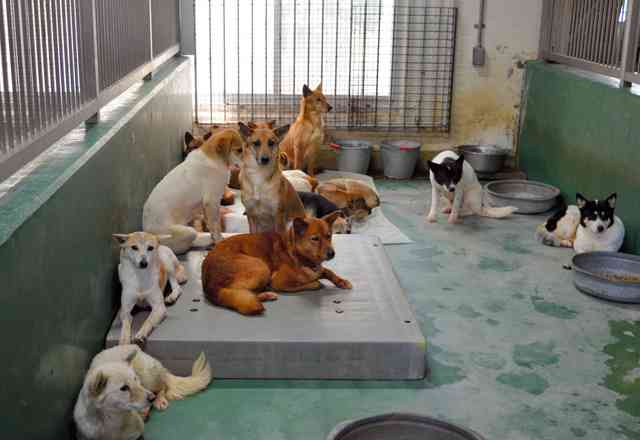 犬の殺処分ゼロの裏で近づく限界　全国ワーストだった県が抱える苦悩