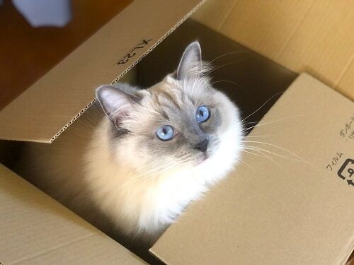 ペットショップの生体販売、必要派は約3割「血統書付きの犬猫がほしい人がいる」　保護犬猫にネガティブなイメージを持つ人も