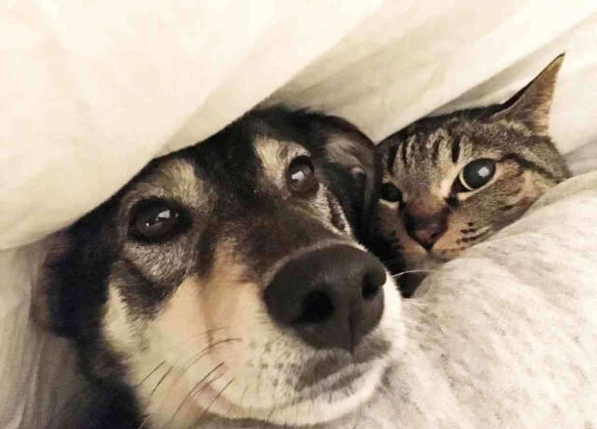 ペットがいて良かったこと